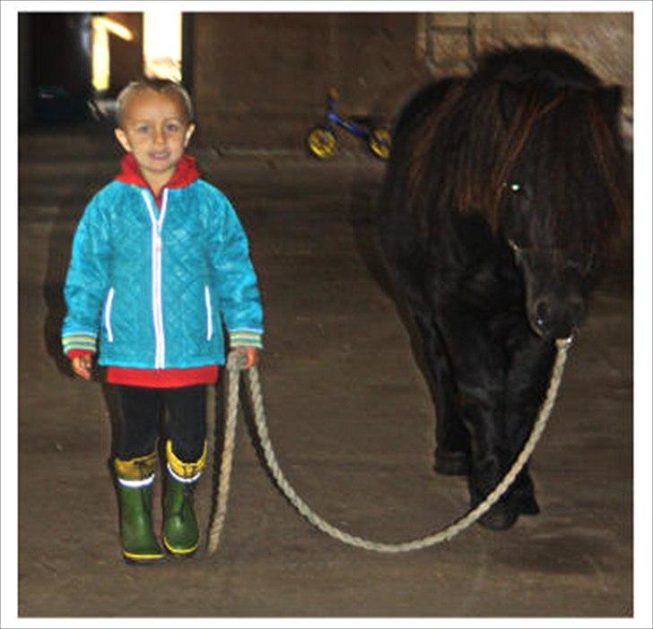 Shetlænder Ellinges Argo billede 5