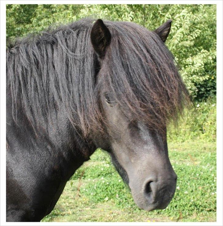 Shetlænder Ellinges Argo - Sommer 2010 billede 6