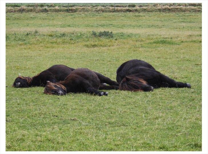 Shetlænder Ellinges Argo - Middagslur med 2 gode kammerater, Strauss og Floyd, 2010 billede 7