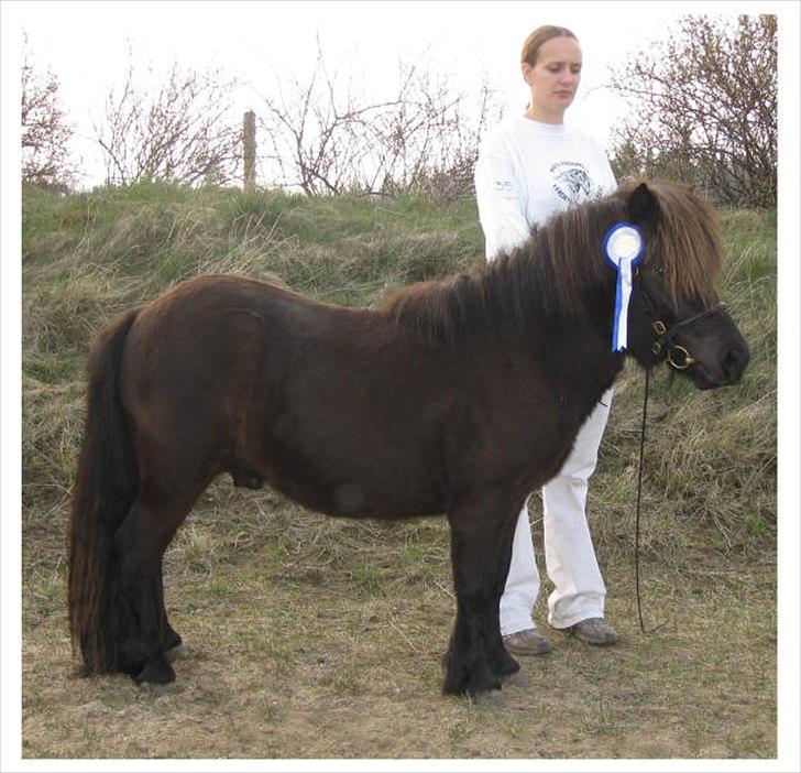 Shetlænder Ellinges Argo - Unghesteskue 2009 billede 8