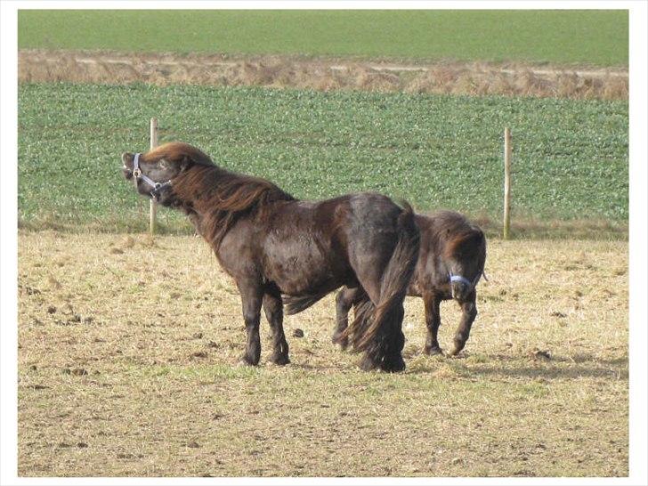 Shetlænder Ellinges Argo - Forår 2009 billede 9