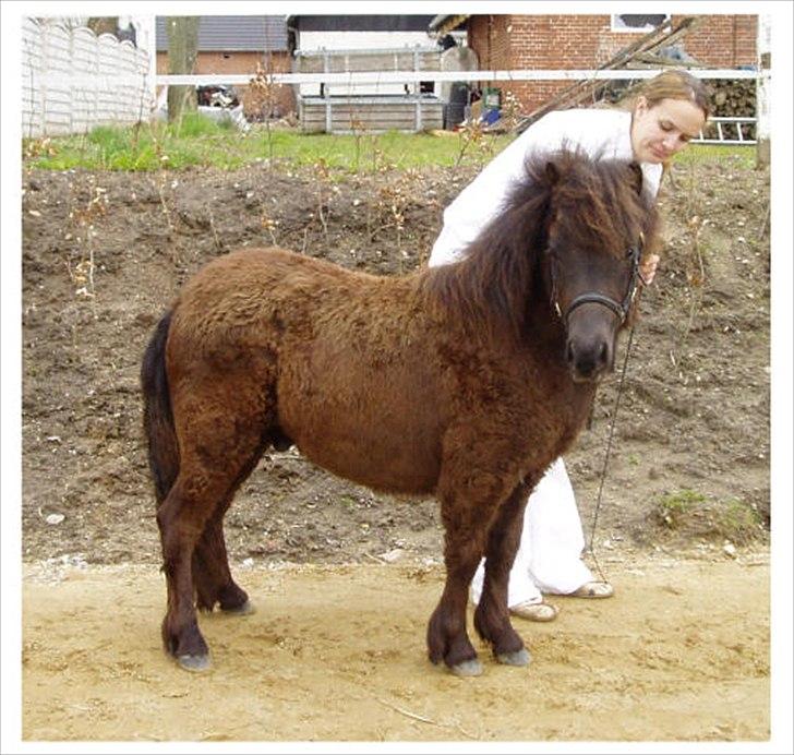 Shetlænder Ellinges Argo - Unghesteskue 2008 billede 11