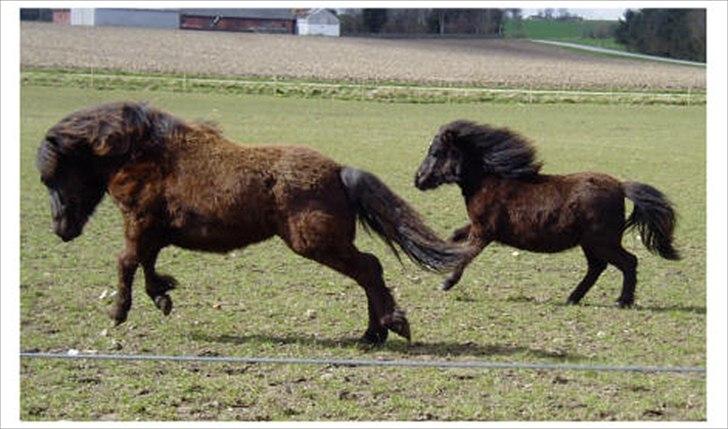 Shetlænder Ellinges Argo - Forår 2008, leg med Etoilé billede 12