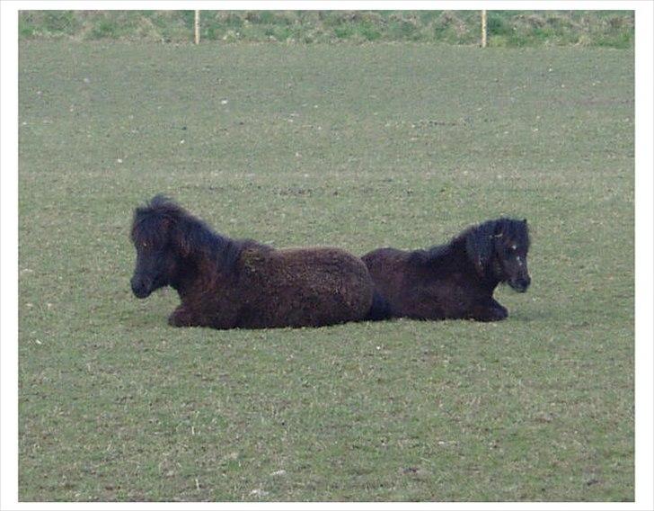 Shetlænder Ellinges Argo - Putte med Etoilé 2008 billede 13