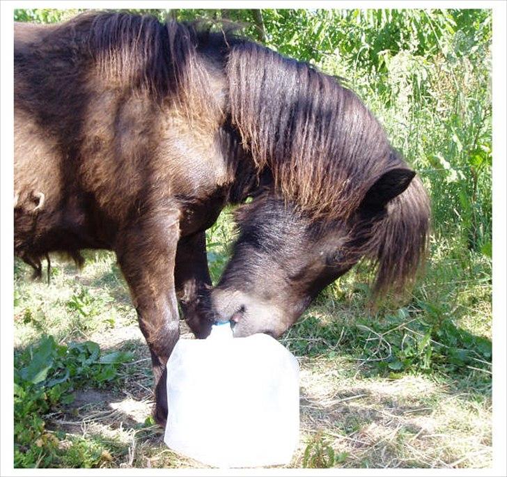 Shetlænder Ellinges Argo - Sommer 2008, leg med vanddunk
 billede 10