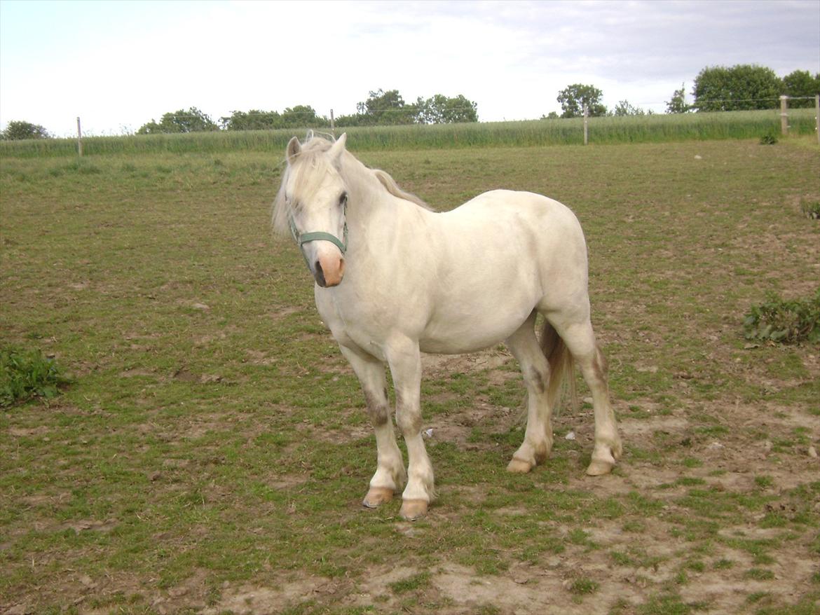 Welsh Mountain (sec A) Salbooke Silver Shadow  - Hej med jer tøser billede 5