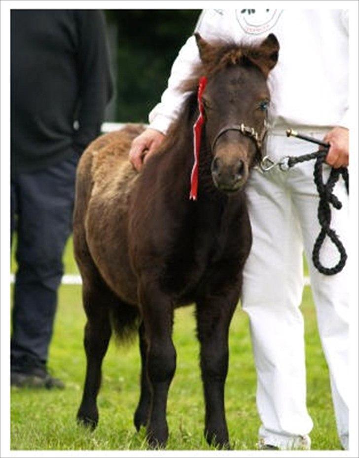 Shetlænder Ellinges Argo - Store hestedag 2007
 billede 15
