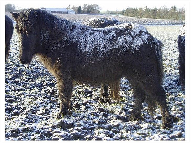 Shetlænder Ellinges Argo - Vinter 2008 billede 14