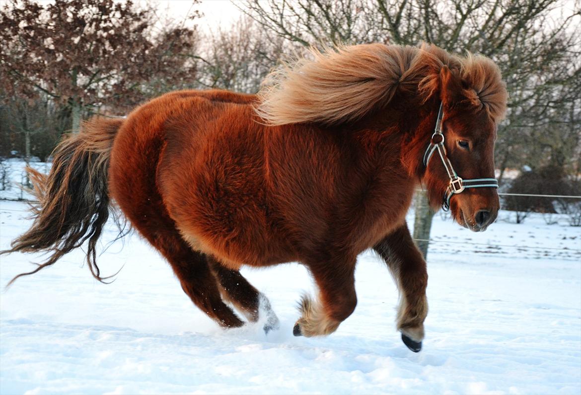 Shetlænder Tøttrups Lippa - Going back with you may be hard, but going forward without you is impossible. I love you always and forever.♥  
Februar 2012.
 billede 17