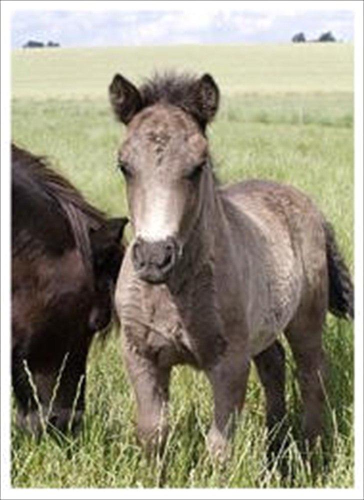 Shetlænder Ellinges Argo - Argo-baby 2007 billede 16