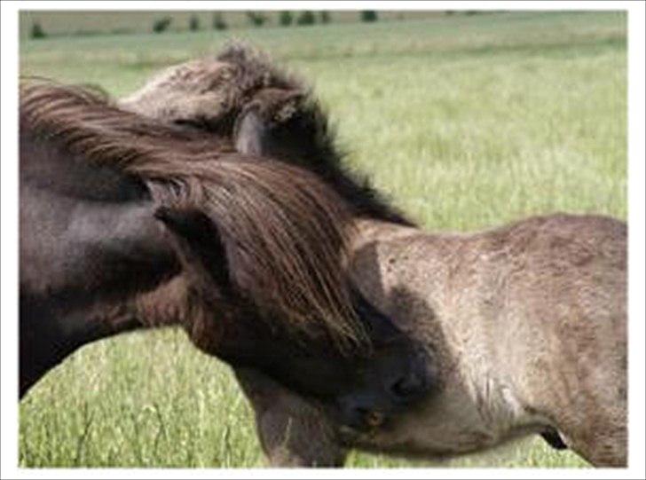 Shetlænder Ellinges Argo - Argo-baby 2007, nus med mor <3 billede 17