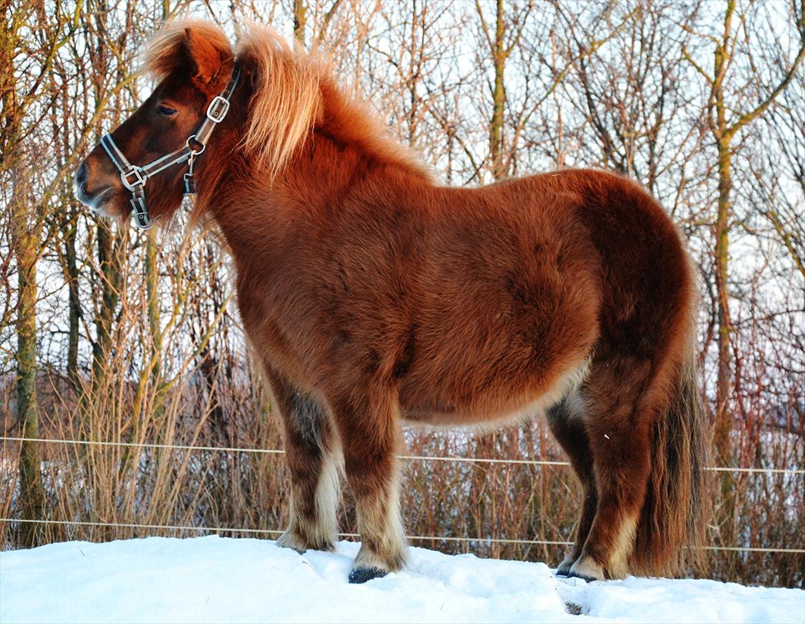 Shetlænder Tøttrups Lippa - The greatest pain that comes from love is loving someone you can never have. Jeg vil foraltid elske dig, charmetrold. ♥

Februar 2012
 billede 5