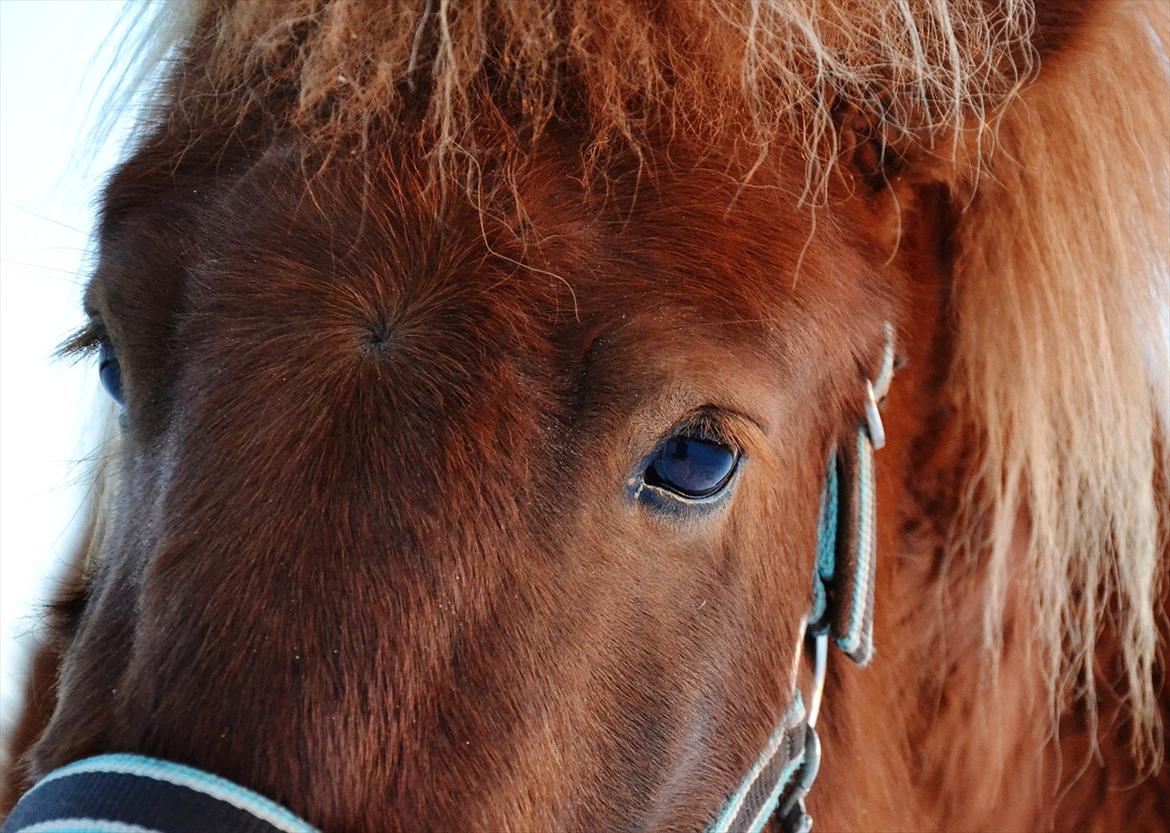 Shetlænder Tøttrups Lippa - Love is something eternal, The aspect may change, But not the essence. ♥

Februar 2012
foto af mig. billede 3