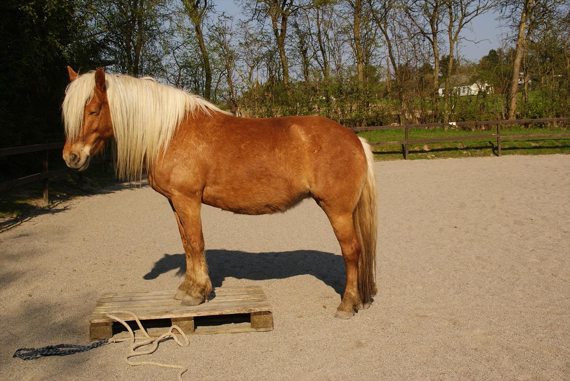 Haflinger Birch's Currin - currin synes lige det blev tid til en lur, under palletræning
-forår 2011 billede 11