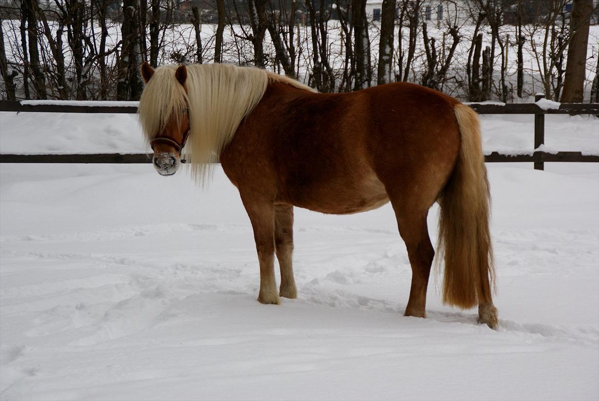 Haflinger Birch's Currin - vinter 2011 billede 6