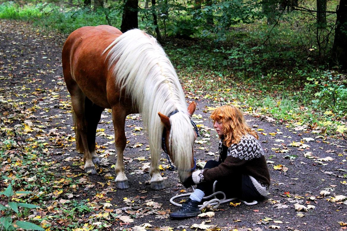 Haflinger Birch's Currin - kærlighed
efterår 2010 billede 3