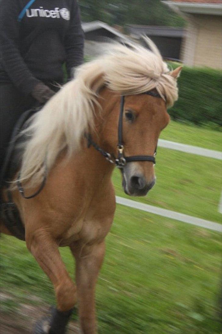 Islænder Joi fra Tyvekrogen billede 1