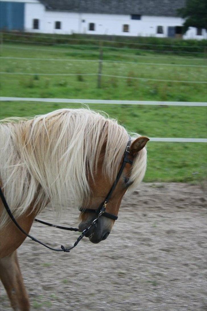 Islænder Joi fra Tyvekrogen - Løs tøjle billede 2
