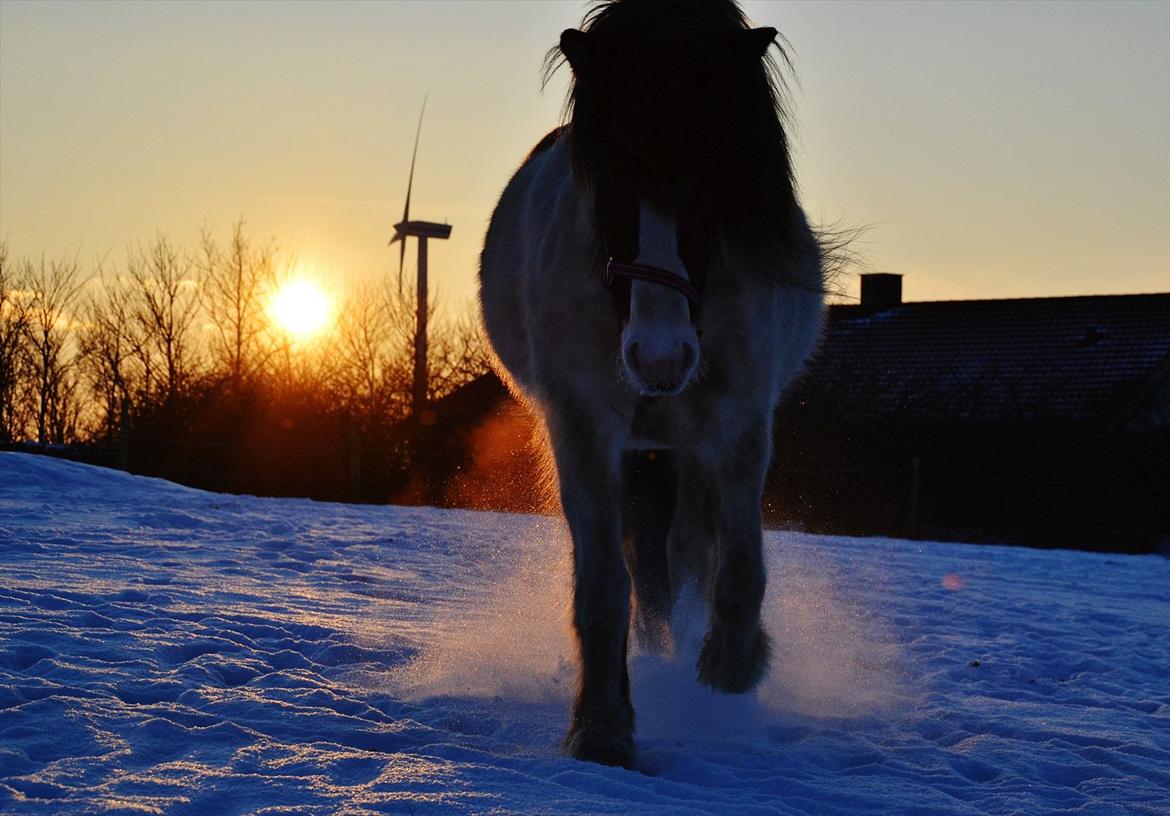 Islænder Hetta fra Toosholm - A friend can tell you things you don't want to tell yourself. ♥

februar 2012
foto: Mig selv billede 18