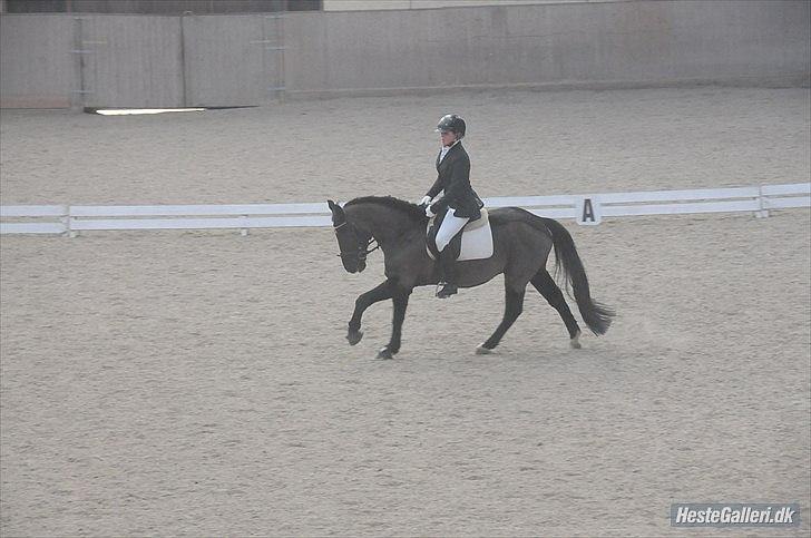 Hollandsk Sportspony Bean Geste- Savner dig :'( - jeg elsker dig!!!!! <3 <3 <3
Fotograf: Astrid Støvring <3 billede 10