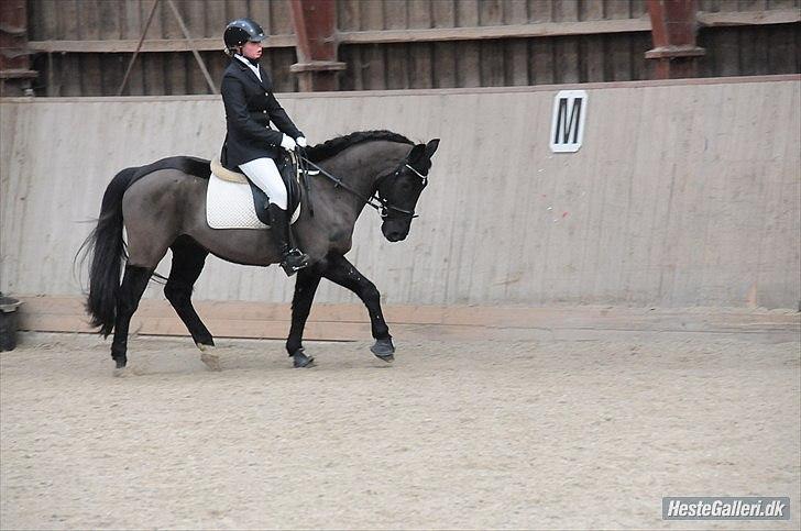 Hollandsk Sportspony Bean Geste- Savner dig :'( - du dejlig <3
ved godt jeg sidder af røv igen...
men jeg rider i en combi saddel...
Fotograf: Astrid Støvring <3 billede 11