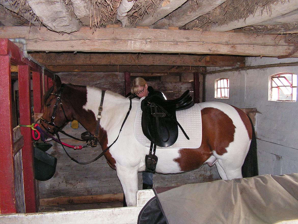 Anden særlig race Twister - Twister ved at være klar til stævne. billede 3