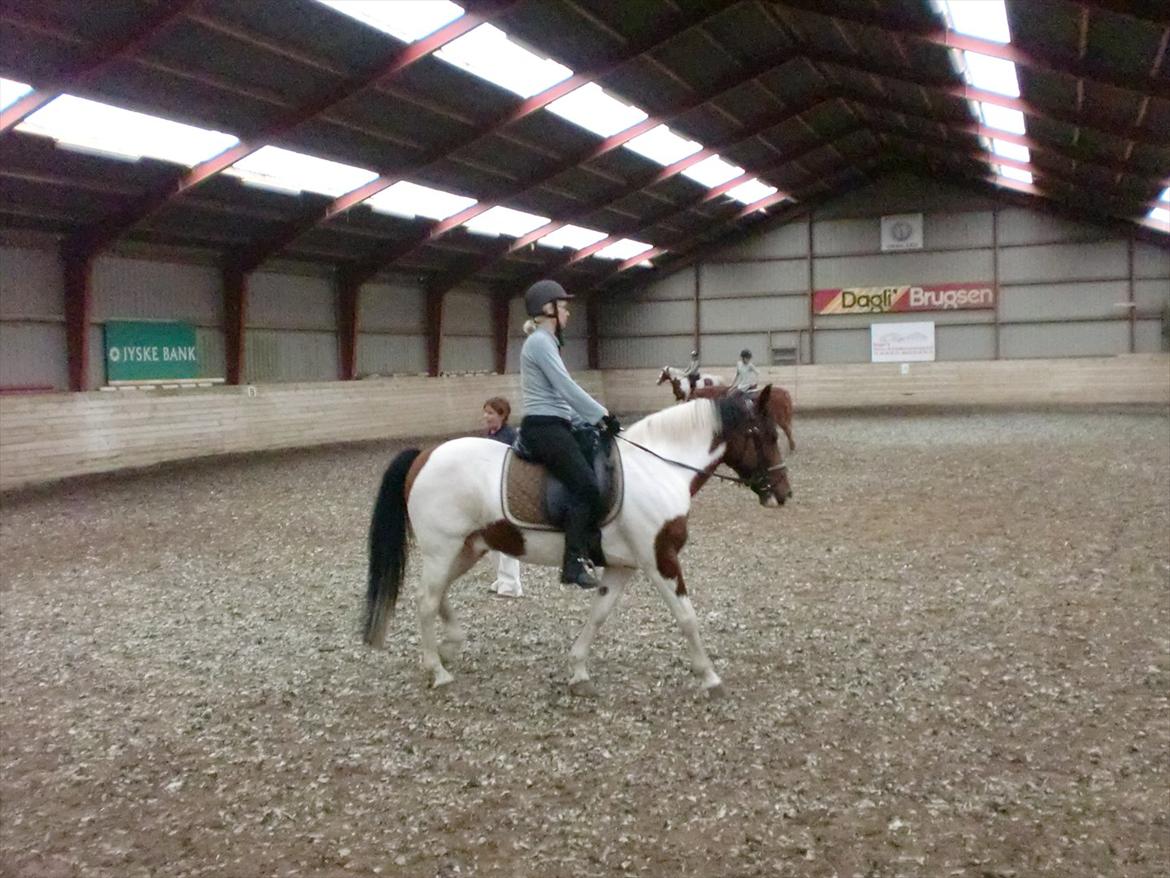 Anden særlig race Twister - Twister og mig en dag i ridehuset. billede 6