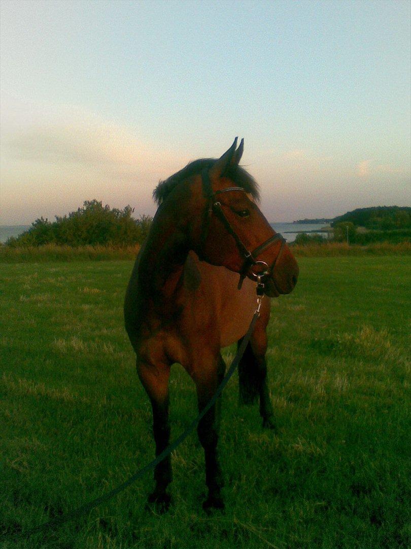 Dansk Varmblod Comtessa - Ude og gå tur sommer 2011, efter hun er blevet rettet:)  billede 16