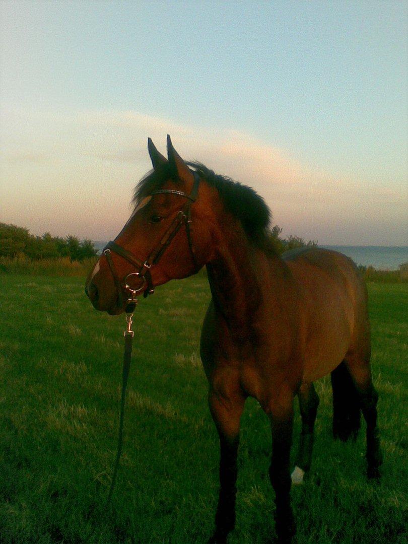 Dansk Varmblod Comtessa - Ude og gå tur sommer 2011, efter hun er blevet rettet:)  billede 17