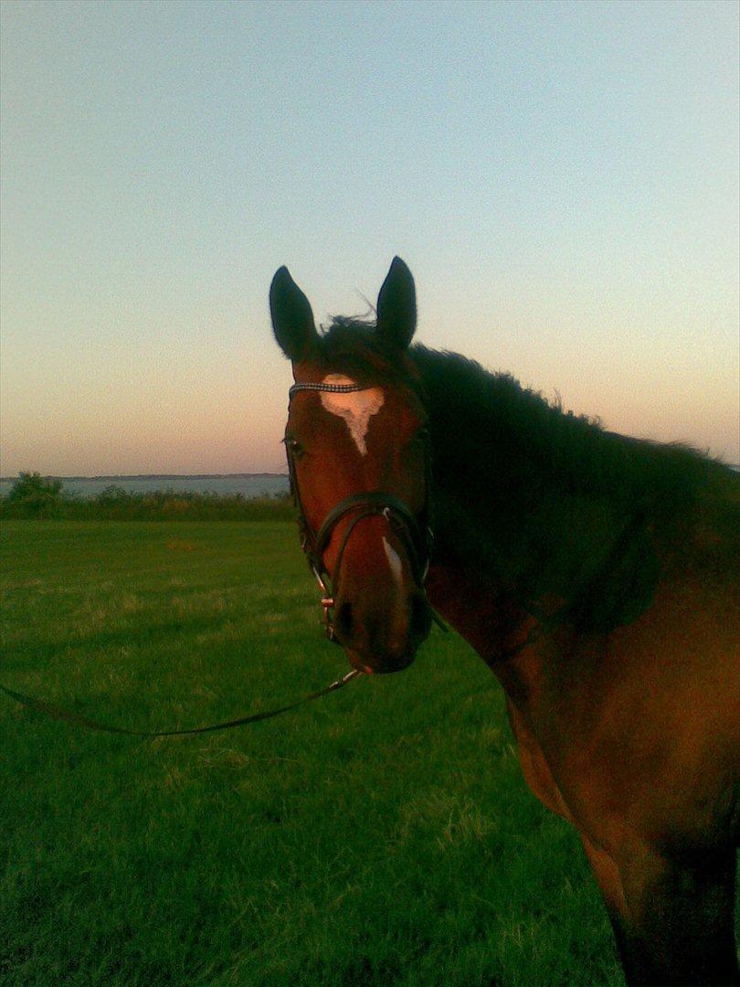 Dansk Varmblod Comtessa - Ude og gå tur sommer 2011, efter hun er blevet rettet:)  billede 18