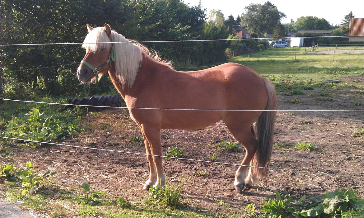 Islænder Joi fra Tyvekrogen billede 6