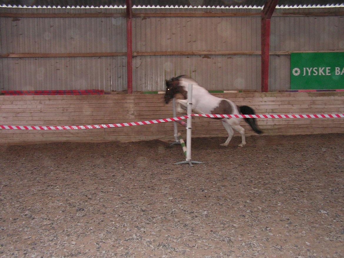 Anden særlig race Twister - Twister til løsspringning. billede 11