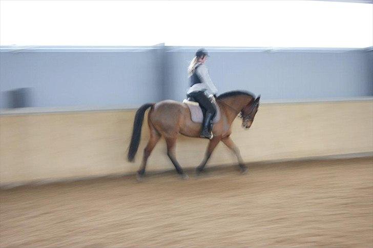 Anden særlig race Madsen (Mason) - Lauras første tur på Madsen billede 9