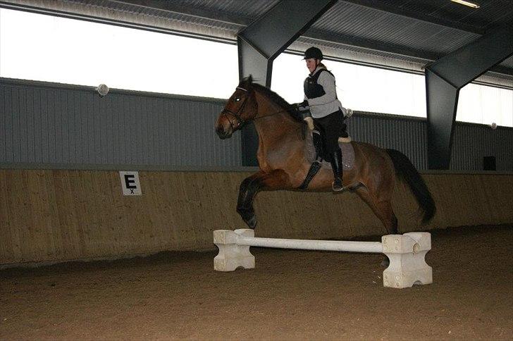 Anden særlig race Madsen (Mason) - Lauras første tur på Madsn billede 10