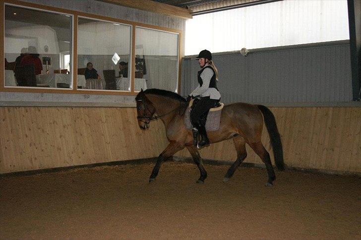 Anden særlig race Madsen (Mason) - Lauras første tur på Madsen billede 11