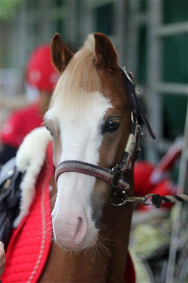 Anden særlig race Dandy RIP †† - aaaaaaaaaaaaaw en lækker sag ♥♥♥ billede 19