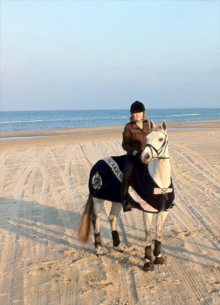 Trakehner Hilfiger - På stranden i Uggerby billede 6