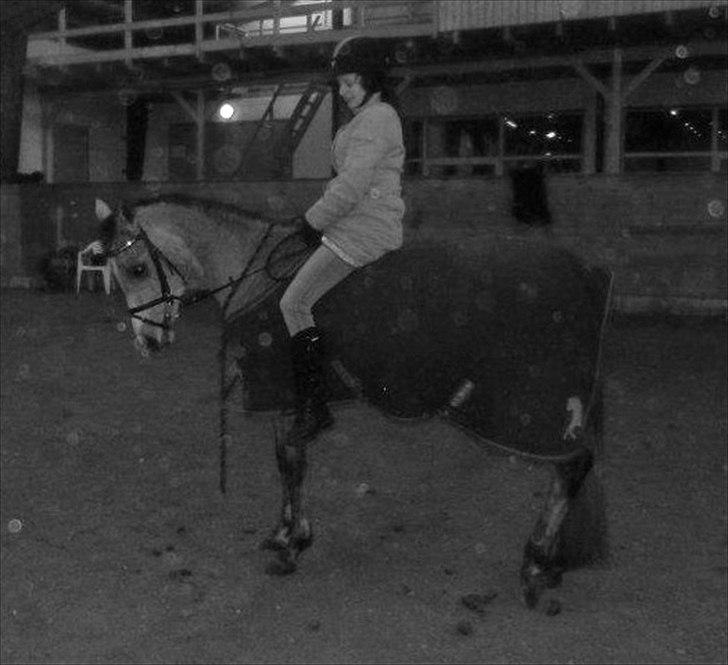 Arabisk fuldblod (OX) Cadar Kamil Mi Corazon billede 10