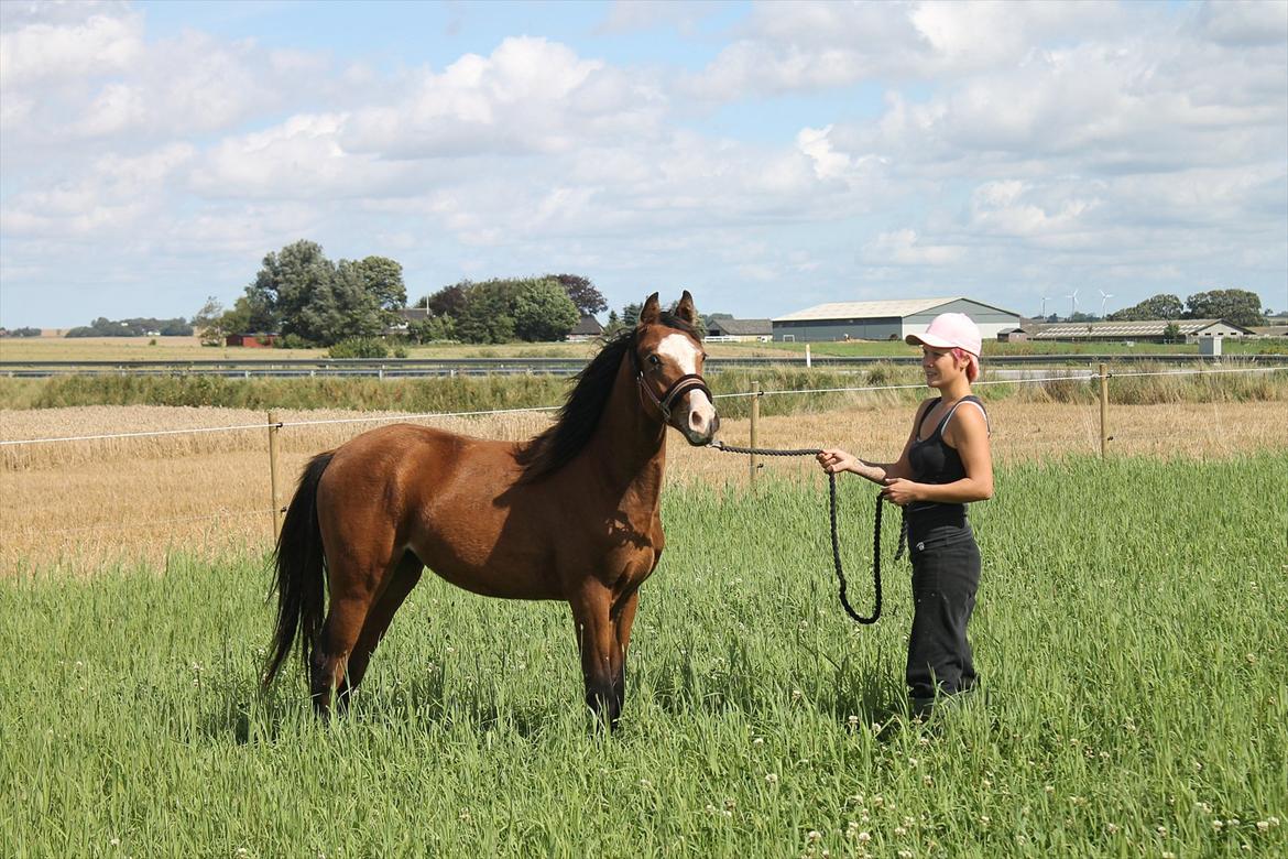 Welsh Partbred (Sec F) Holstegårds Walde billede 9