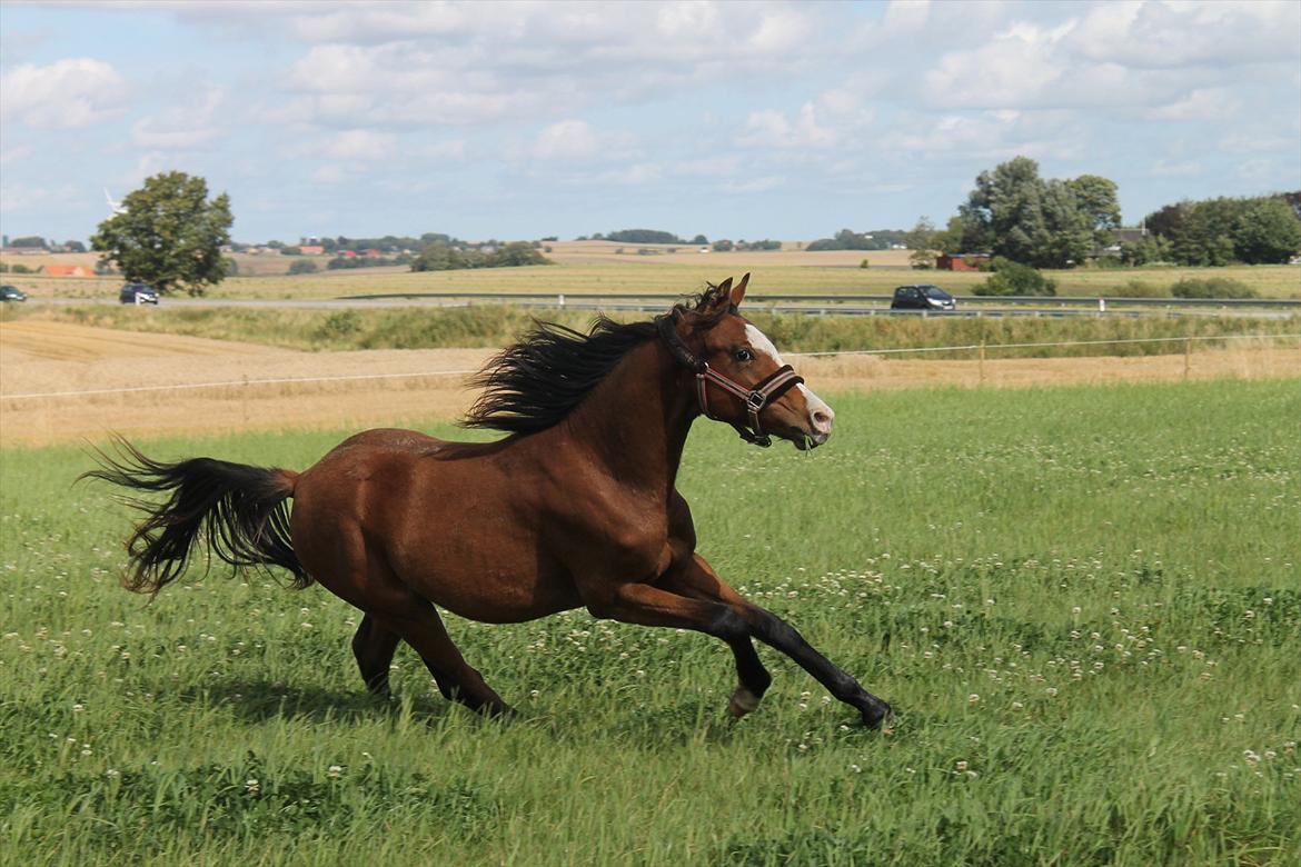 Welsh Partbred (Sec F) Holstegårds Walde billede 1