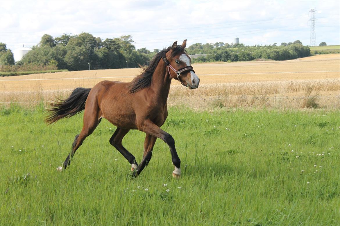 Welsh Partbred (Sec F) Holstegårds Walde billede 10