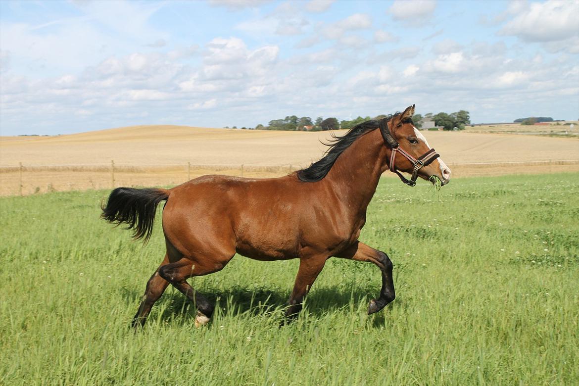 Welsh Partbred (Sec F) Holstegårds Walde billede 11