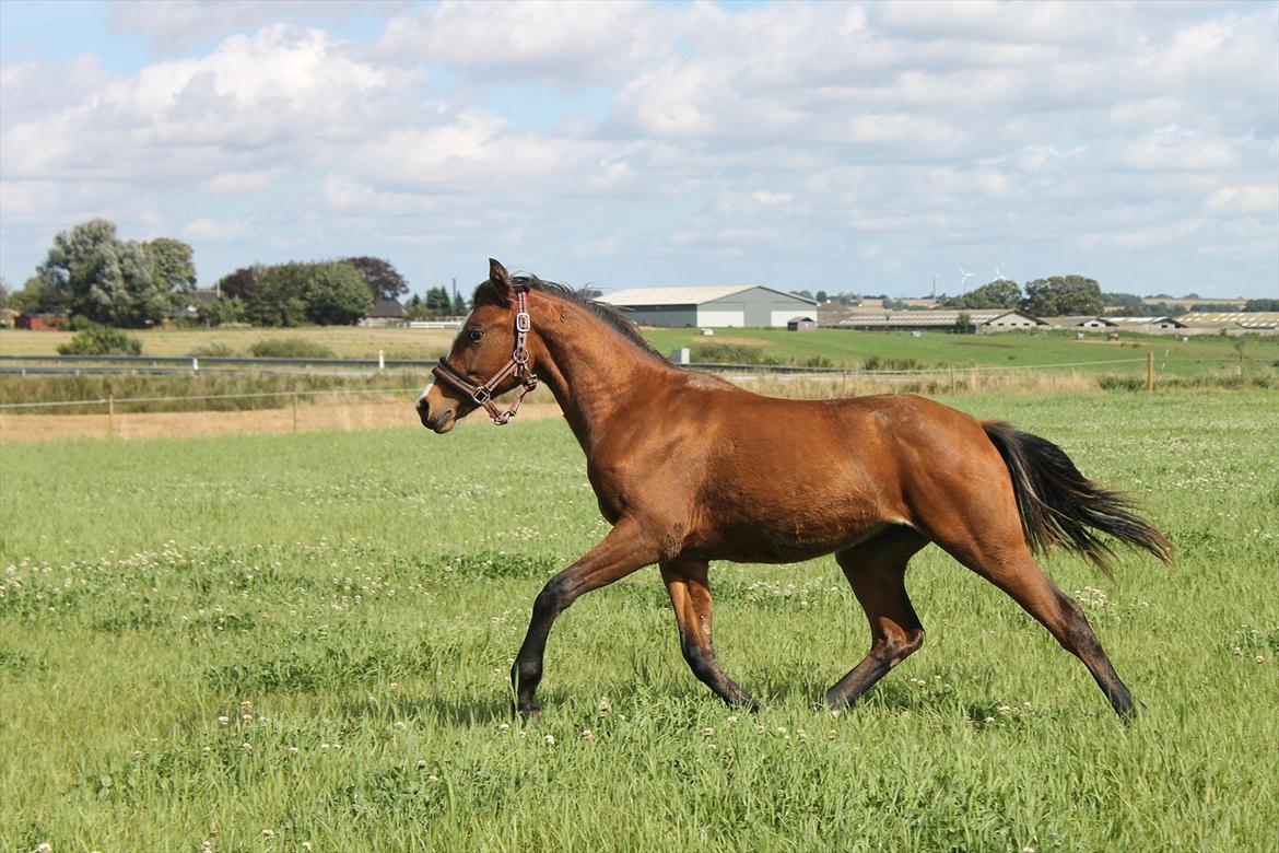 Welsh Partbred (Sec F) Holstegårds Walde billede 12