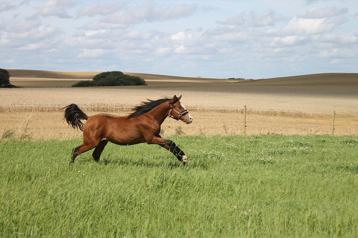 Welsh Partbred (Sec F) Holstegårds Walde billede 13