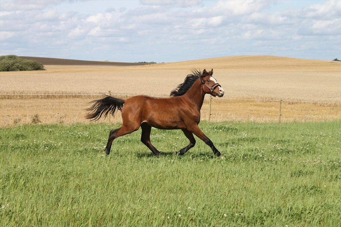 Welsh Partbred (Sec F) Holstegårds Walde billede 14