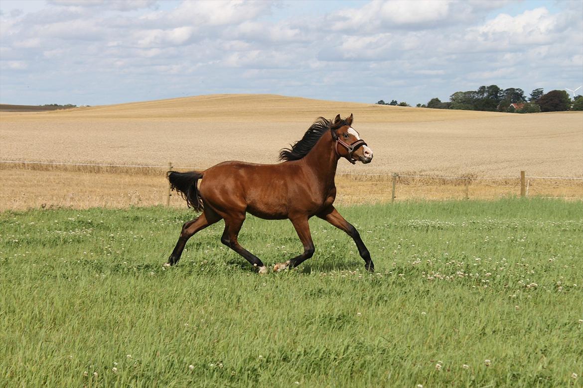 Welsh Partbred (Sec F) Holstegårds Walde billede 15