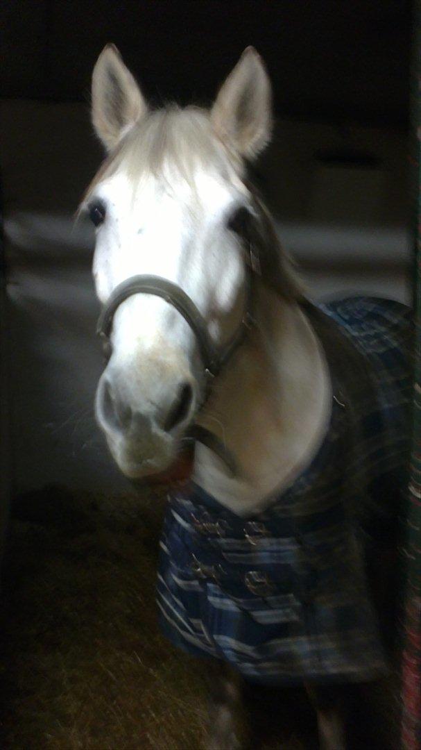 Anden særlig race Huba <3 *STJERNEN* R.I.P <3<3<3 - Du var ALTID glad for at se en ;) Savner dig Huba <3<3<3 billede 10