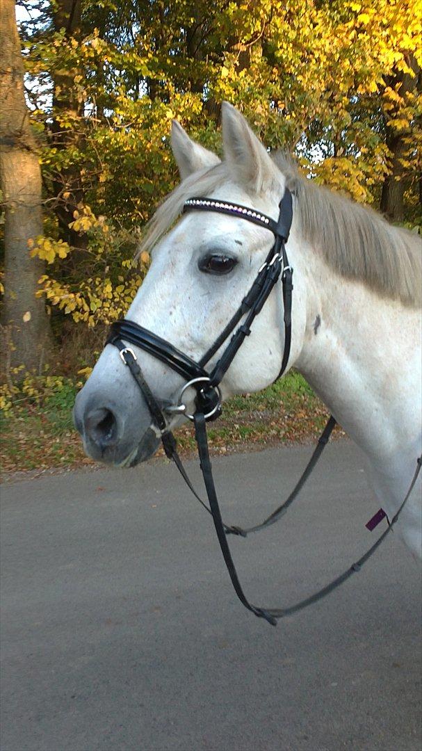 Anden særlig race Huba <3 *STJERNEN* R.I.P <3<3<3 billede 19