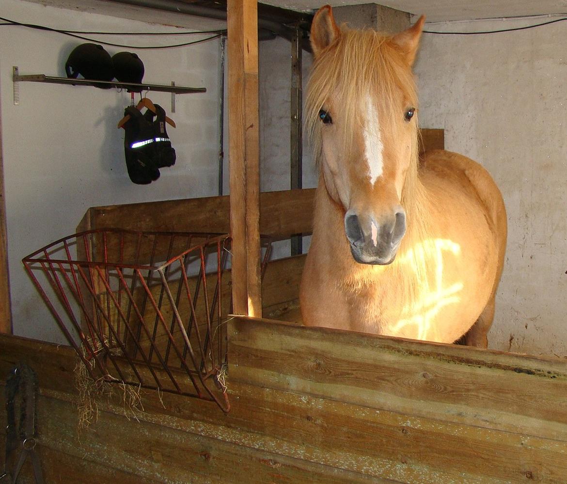 Anden særlig race spencer billede 2