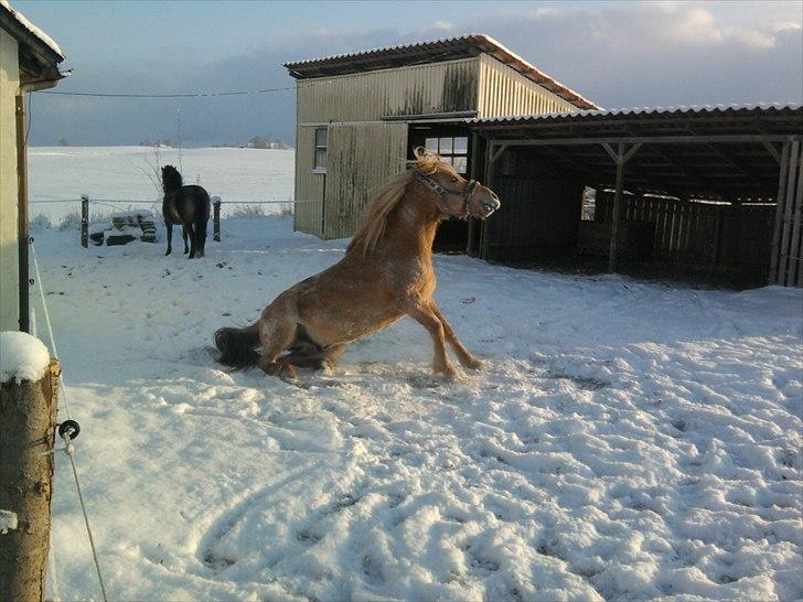 Anden særlig race spencer billede 10